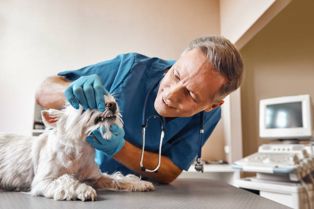 Best Same-Day Emergency Dental Services in Beach Park, IL